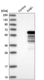 Western blot analysis in control (vector only transfected HEK293T lysate) and NAB1 over-expression lysate (Co-expressed with a C-terminal myc-DDK tag (~3.1 kDa) in mammalian HEK293T cells, LY401805).