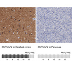 Anti-CNTNAP2 Antibody