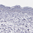 Anti-CNTNAP2 Antibody