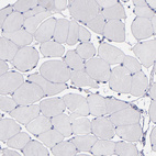 Anti-CNTNAP2 Antibody