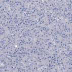 Anti-CNTNAP2 Antibody