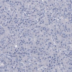 Immunohistochemical staining of human pancreas shows no positivity in exocrine glandular cells as expected.