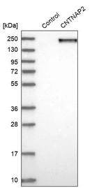 Western blot analysis in control (vector only transfected HEK293T lysate) and CNTNAP2 over-expression lysate (Co-expressed with a C-terminal myc-DDK tag (~3.1 kDa) in mammalian HEK293T cells, LY402278).