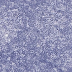 Immunohistochemical staining of human lymph node shows no positivity in non-germinal center cells as expected.