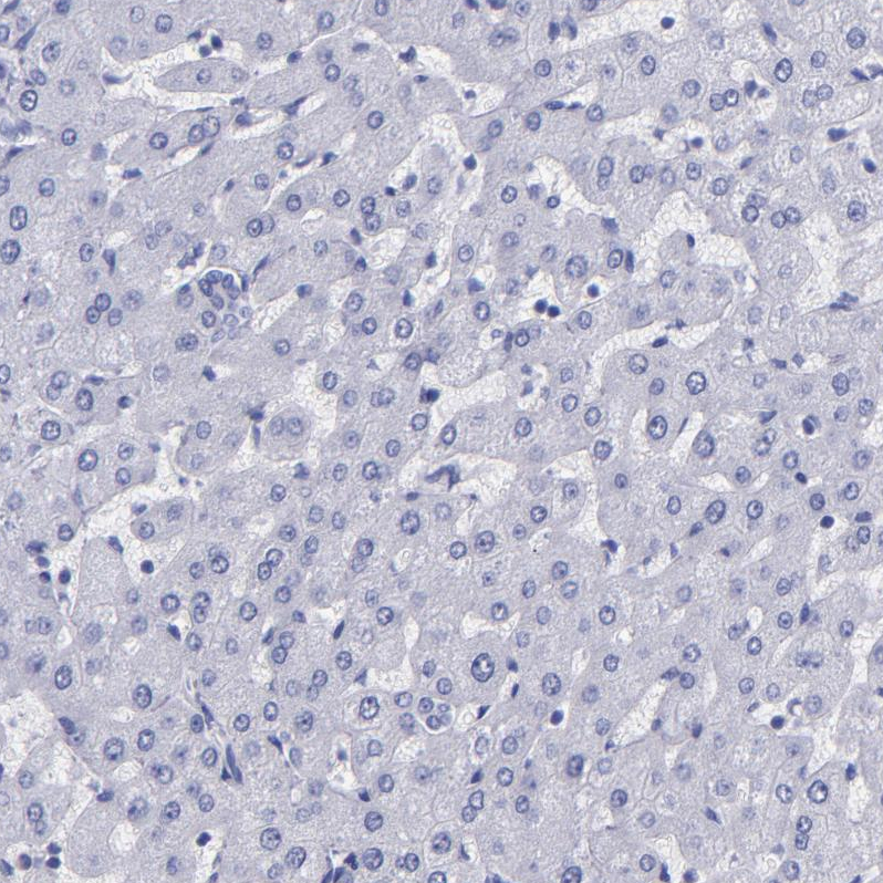 Rabbit Polyclonal Anti-TG Antibody - Buy for research - Highly specific ...