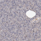 Immunohistochemical staining of human pancreas shows no positivity in exocrine glandular cells as expected.