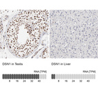 Anti-DSN1 Antibody