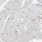 Anti-DSN1 Antibody