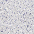 Anti-DSN1 Antibody
