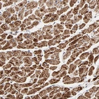 Immunohistochemical staining of human heart muscle shows high expression.
