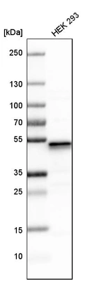 Western blot analysis in human cell line HEK 293.
