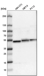 Western blot analysis in mouse cell line NIH-3T3, rat cell line NBT-II and rat cell line pC12.