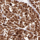 Anti-NDUFB7 Antibody