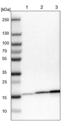 Lane 1: NIH-3T3 cell lysate (Mouse embryonic fibroblast cells)_br/_Lane 2: NBT-II cell lysate (Rat Wistar bladder tumour cells)_br/_Lane 3: PC12 cell lysate (Pheochromocytoma of rat adrenal medulla)