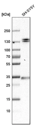 Western blot analysis in human cell line SH-SY5Y.