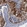 Anti-TM4SF1 Antibody
