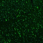 Immunofluorescence staining of mouse brain shows positivity in neuronal cells in the motor cortex.