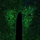 Immunofluorescence staining of mouse hypothalamus shows positivity in neurons in the paraventricular hypothalamic nucleus.
