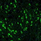 Anti-TXNL1 Antibody