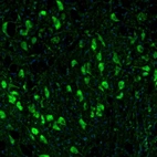 Immunofluorescence staining of mouse medulla oblongata shows positivity in neurons in the facial nucleus.