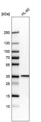 Western blot analysis in human cell line HL-60.