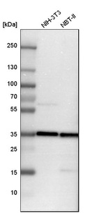 Anti-TXNL1 Antibody