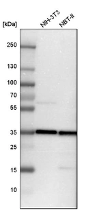 Western blot analysis in mouse cell line NIH-3T3 and rat cell line NBT-II.