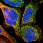 Immunofluorescent staining of human cell line U-2 OS shows localization to cytosol.