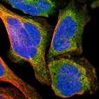Immunofluorescent staining of human cell line U-2 OS shows localization to cytosol.