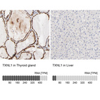 Anti-TXNL1 Antibody