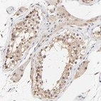 Immunohistochemical staining of human Testis shows moderate cytoplasmic and nuclear positivity in cells in seminiferous ducts and Leydig cells.