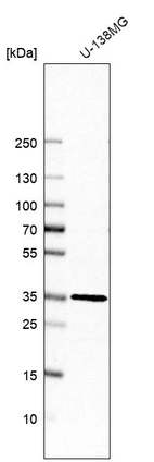 Western blot analysis in human cell line U-138MG.