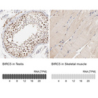 Anti-BIRC5 Antibody