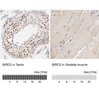 Anti-BIRC5 Antibody