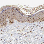 Anti-BIRC5 Antibody