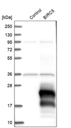 Western blot analysis in control (vector only transfected HEK293T lysate) and BIRC5 over-expression lysate (Co-expressed with a C-terminal myc-DDK tag (~3.1 kDa) in mammalian HEK293T cells, LY400469).