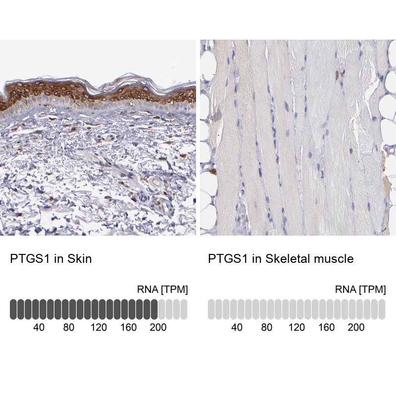Anti-PTGS1 Antibody