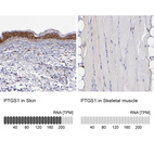 Anti-PTGS1 Antibody