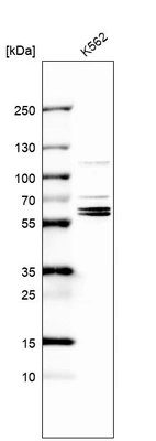 Western blot analysis in human cell line K562.