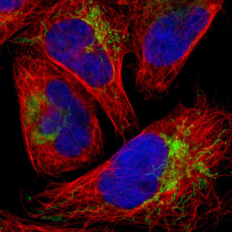 Anti-FBXL12 Antibody