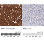 Anti-SYP Antibody