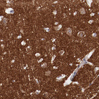 Anti-SYP Antibody