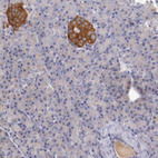 Immunohistochemical staining of human pancreas shows moderate cytoplasmic positivity in islets of Langerhans.
