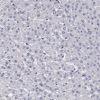 Anti-SYP Antibody