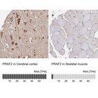 Anti-PRAF2 Antibody