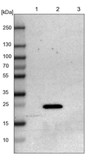 Lane 1: NIH-3T3 cell lysate (Mouse embryonic fibroblast cells)_br/_Lane 2: NBT-II cell lysate (Rat Wistar bladder tumour cells)_br/_Lane 3: PC12 cell lysate (Pheochromocytoma of rat adrenal medulla)