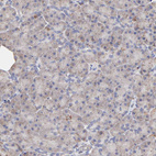 Immunohistochemical staining of human pancreas shows weak granular cytoplasmic positivity in exocrine glandular cells.