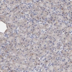 Immunohistochemical staining of human pancreas shows weak granular cytoplasmic positivity in exocrine glandular cells.