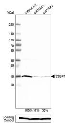 Western blot analysis in HEK293 cells transfected with control siRNA, target specific siRNA probe #1 and #2, using Anti-SSBP1 antibody. Remaining relative intensity is presented. Loading control: Anti-PPIB.