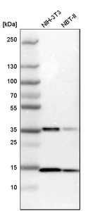 Western blot analysis in mouse cell line NIH-3T3 and rat cell line NBT-II.